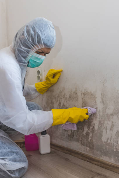 Best Mold Damage Restoration  in Crouch Mesa, NM