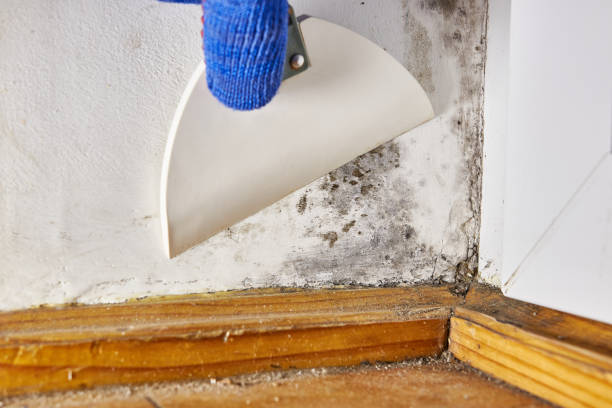 Best Real Estate Mold Inspection  in Crouch Mesa, NM